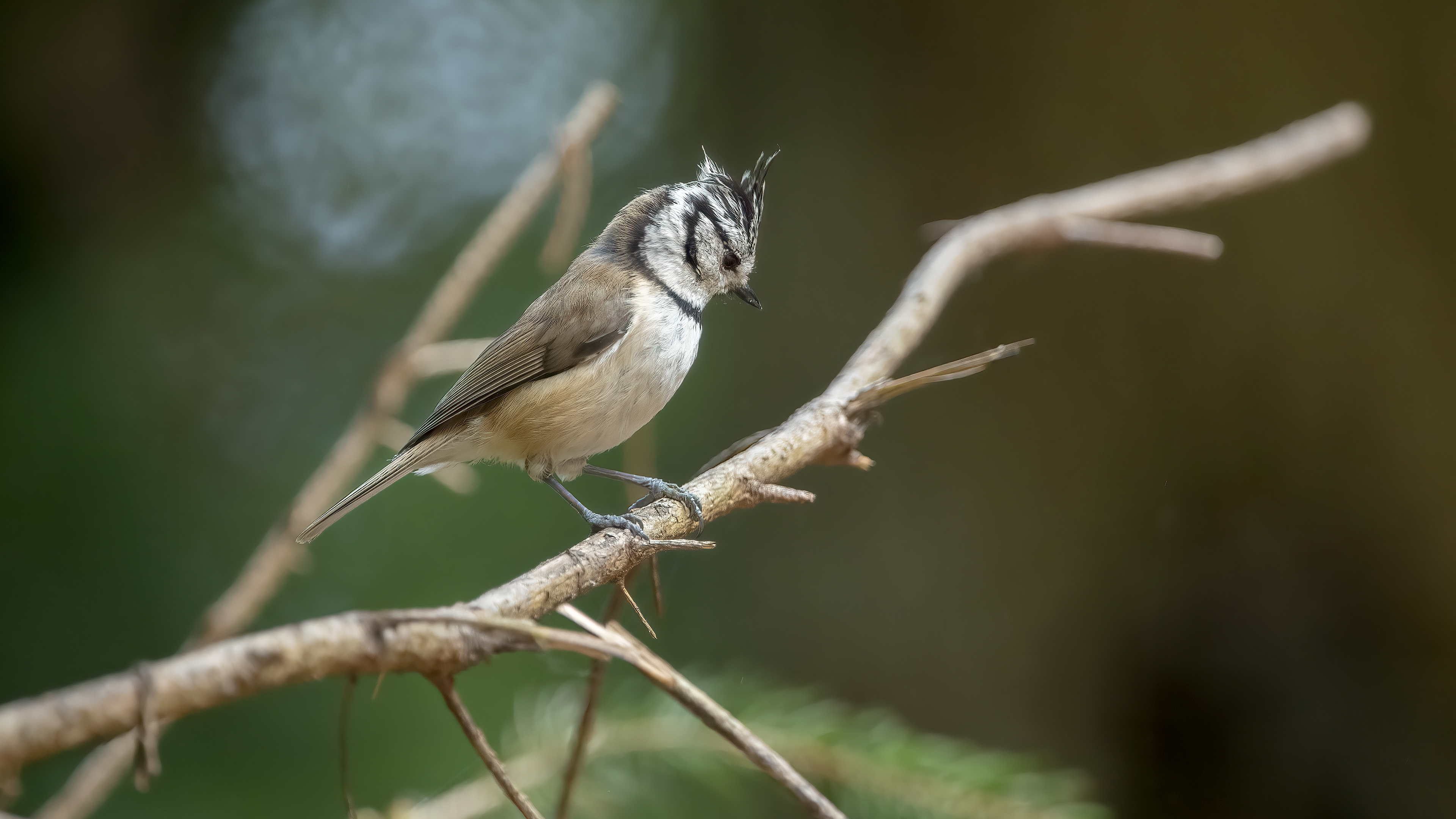 Crested Tit — Ana fotoğraf